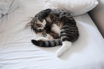 Кот спит на кровати