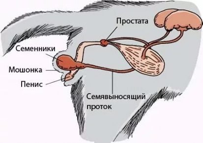 Половые органы кота