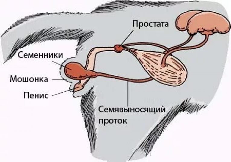 Как происходит кастрация кота схема