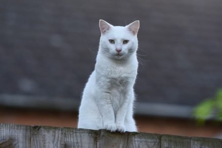 Какое имя можно придумать белой кошке thumbnail