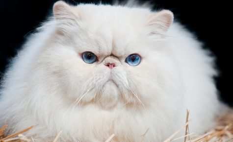 Какую дать кличку белой кошек thumbnail
