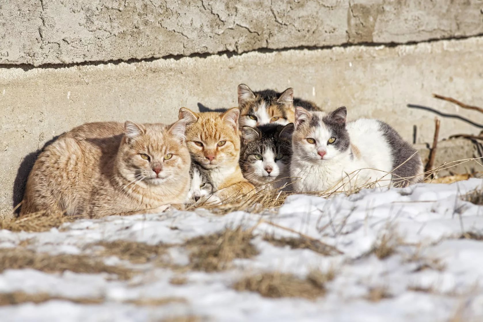 Картинки бездомных котов