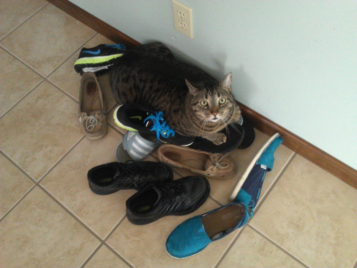 Кошка в кроссовках