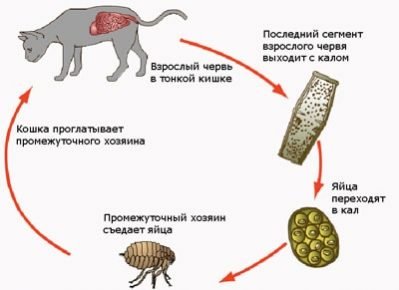 Ленточные глисты