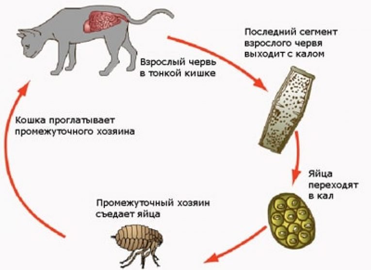 Может ли человек заразиться кошачьим сосальщиком. Жизненный цикл цепня собачьего Dipylidium caninum. Жизненный цикл ленточных червей схема. Яйца гельминтов огуречного цепня. Цикл развития ленточных червей.
