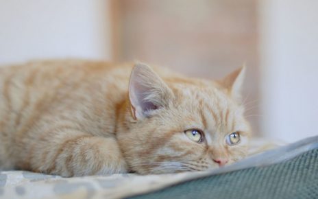 Как умирает кошка от болезни признаки thumbnail