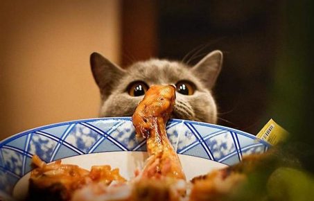 Кот ворует еду
