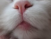 Опухание нижней губы у кота