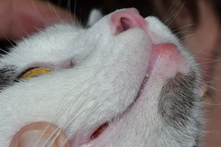 Опухла губа у кошки фото thumbnail