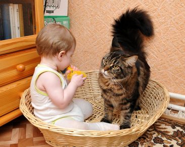 Ребенок 5 лет и котенок в доме thumbnail
