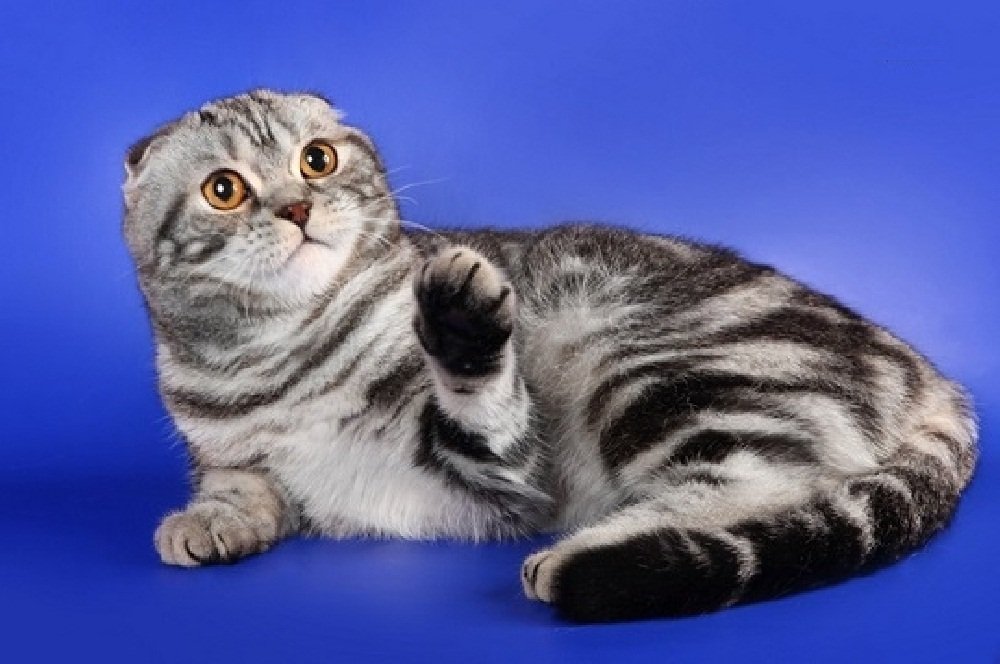 Рассмотрите фотографию кошки породы шотландская прямоухая. Шотландская вислоухая короткошерстная. Скоттиш фолд и страйт кошки. Шотландская вислоухая скоттиш страйт. Коты скоттиш фолд страйт.
