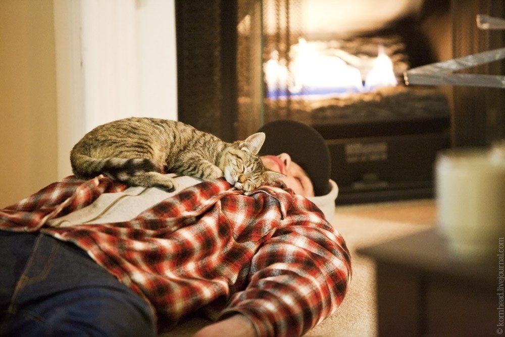 Почему кошки ложатся спать на человека