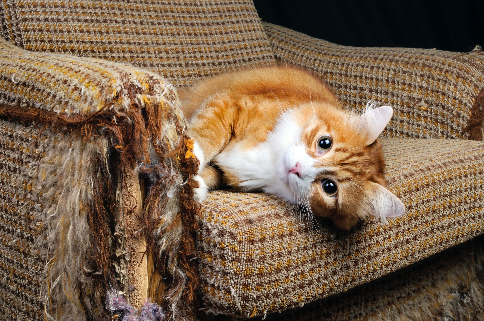 кошка перестала запрыгивать на диван