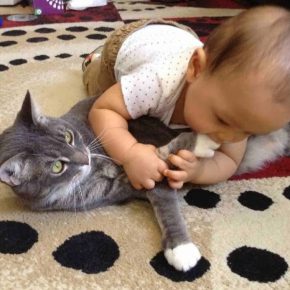 Ребёнок играет с кошкой