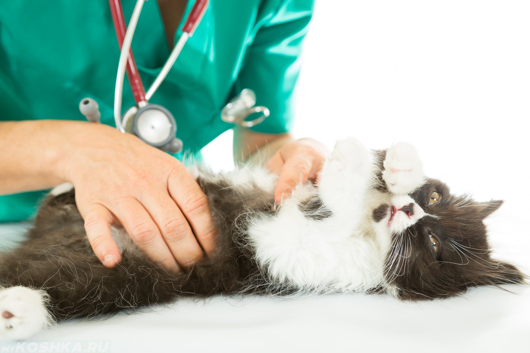 Обследование кошек. Исследование кожи у животных. Кошка терапия. Обследование кошки. Кот у ветеринара.