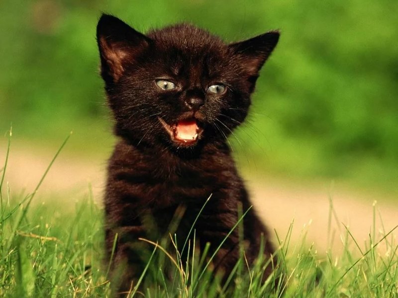 Фото Черного Кота С Зелеными