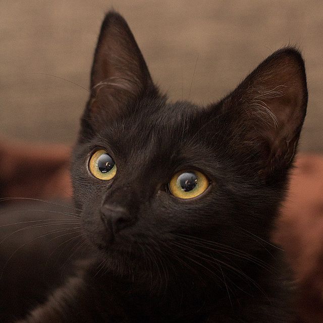 Как назвать чёрного котёнка мальчика или девочку: перечень популярных,  красивых и прикольных кличек