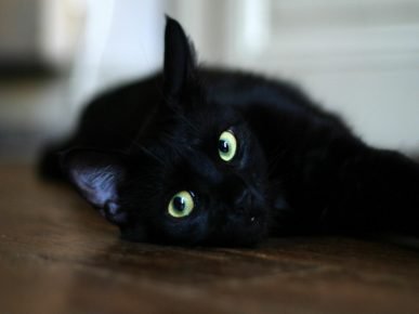 Кошка чёрная