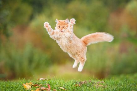 Кошка прыгает на лужайке