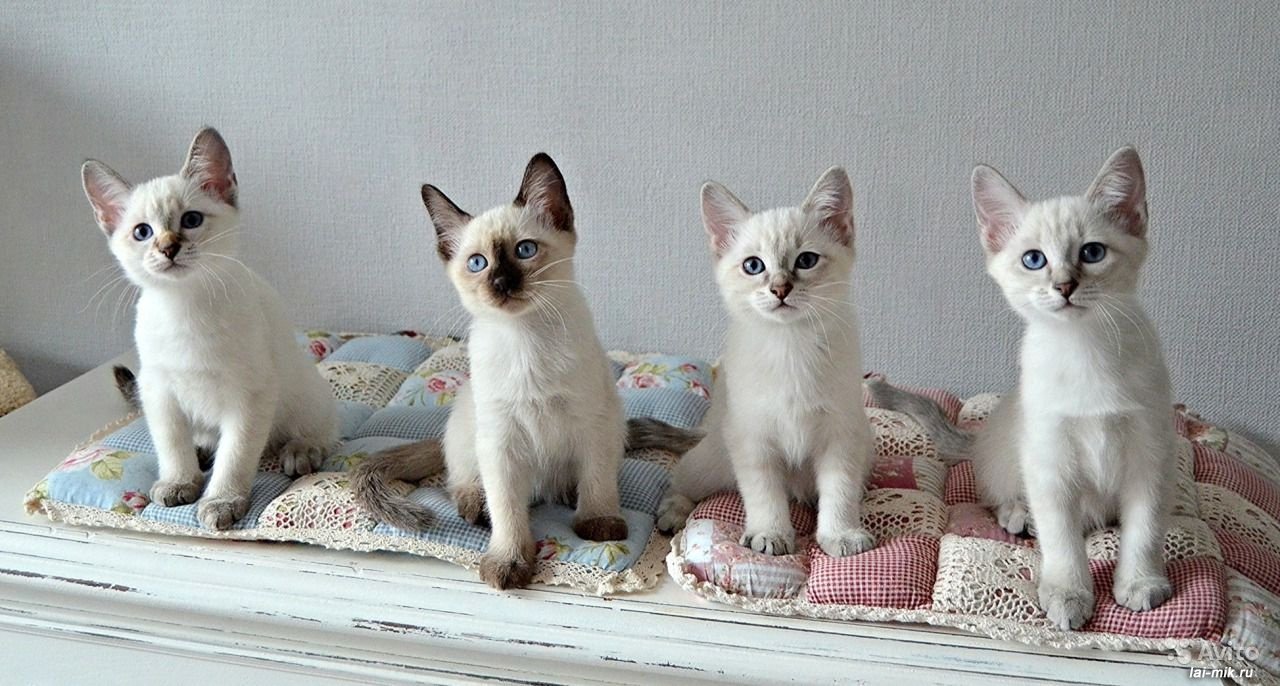 Окрас тайской кошки сил-тебби-пойнт: история выведения, стандарты и  особенности, фото