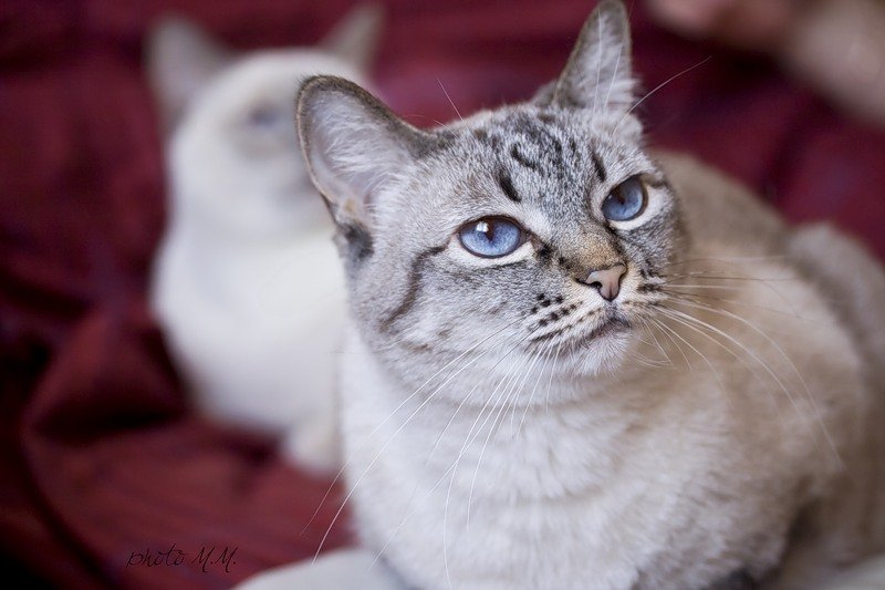 Породы котов с голубыми глазами с фотографиями и названиями