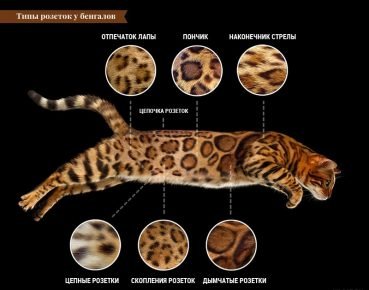 Виды розеток у бенгальской породы кошек