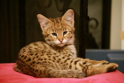 Кошка породы саванна