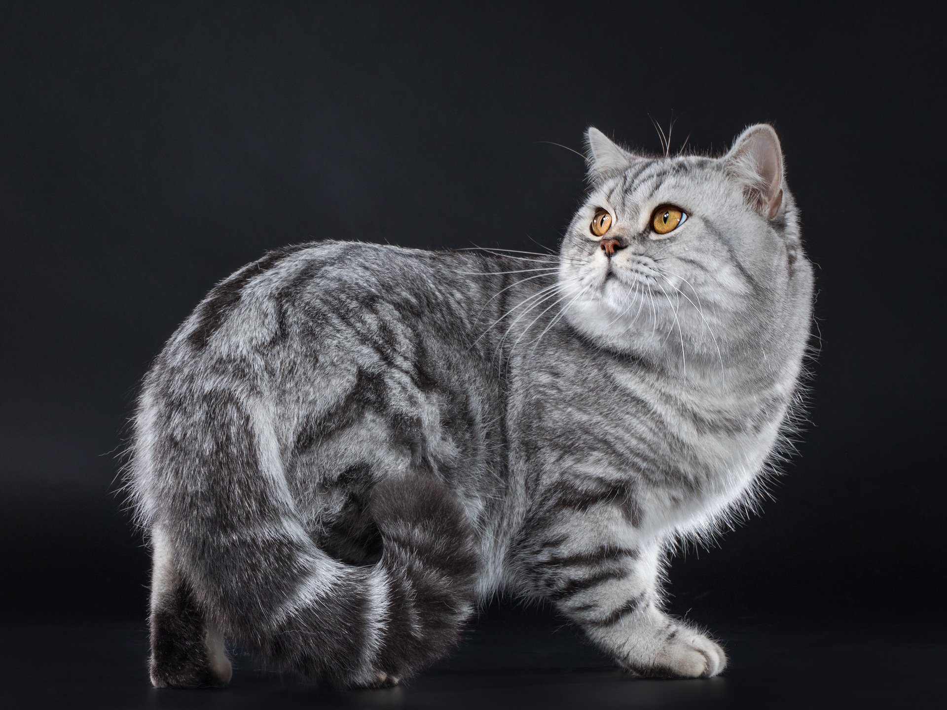 Фото Британской Кошки Серого Окраса