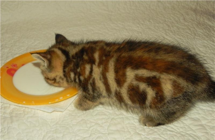 Британский котёнок с окрасом «черепаховый мрамор» ест молоко из миски