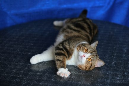 Британский кот окраса мраморный биколор лежит, вытянув передние лапы