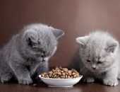 Котёнок ест сухой корм