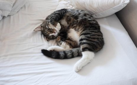 Кот на кровати