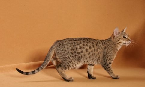 Порода кошек с коричневыми пятнами thumbnail