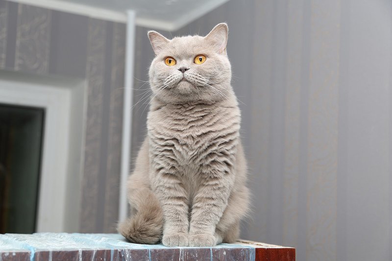 Разновидности лиловых оттенков британских кошек особенности характера такого кота и ухода за ним