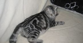 Мраморный британский кот лежит на белом диване