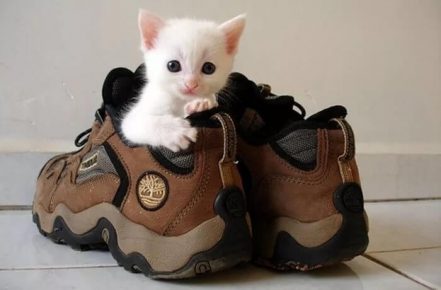 Устранить запах кошачьей мочи с обуви чем
