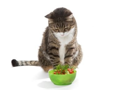 Кошка и овощи