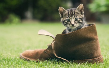 Кот в ботинке