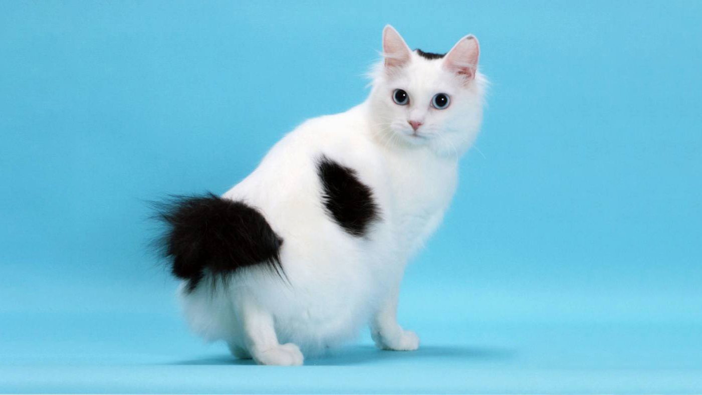 Рассмотрите фотографию кошки породы японский бобтейл. Японский бобтейл длинношёрстный. Японский бобтейл кошка. Порода кошек японский бобтейл. Японский бобтейл длинношерстная кошка.