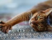 кошка на ковре