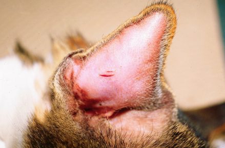 Гематома уха у кошки