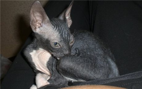 Кошки породы сфинкс велюр фото thumbnail