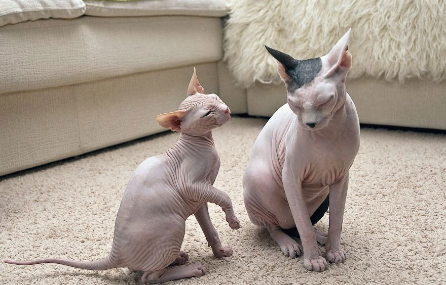 голые кошки велюровые
