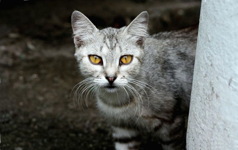 У кота не открывается внутреннее веко. Третье веко у кошки: что это такое и почему возникает. Лечение третьего века у кошки. Особенности лечения беременных кошек и котят