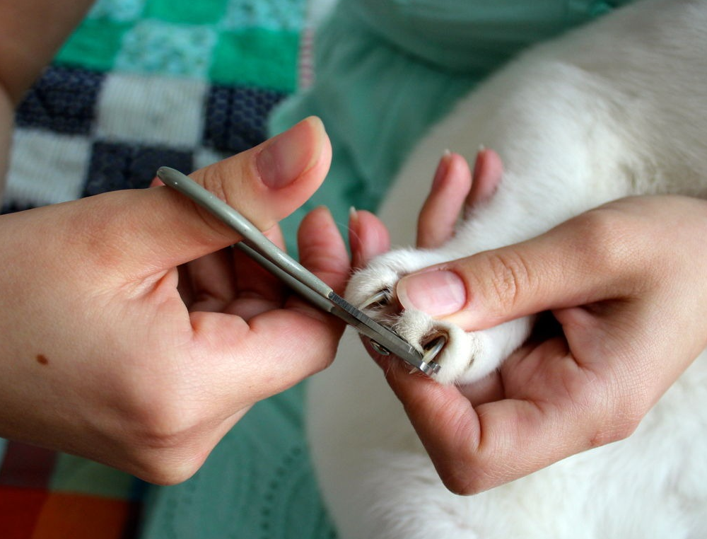 Стрижка когтей коту когтерезкой. Обрезать когти кошке. Стрижка ногтей у кошек. Подстричь ногти коту.
