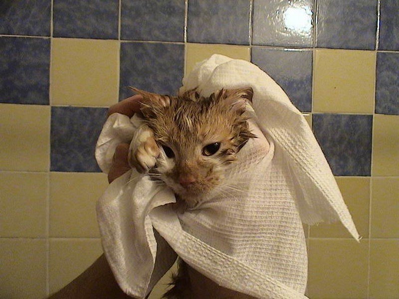 Кот в полотенце. Котенок в полотенце. Кота вытирают полотенцем. Мокрая кошка в полотенце. Котенок после ванной.