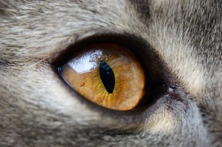 Глаз кошки жёлтый