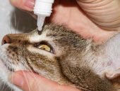Закапывание лекарства в глаза кошке