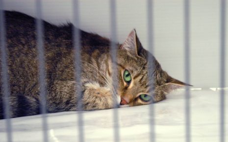 Кошка в клетке