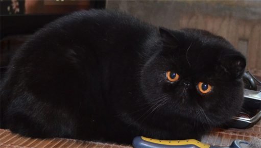 Чёрный кот породы экзотическая гладкошёрстная